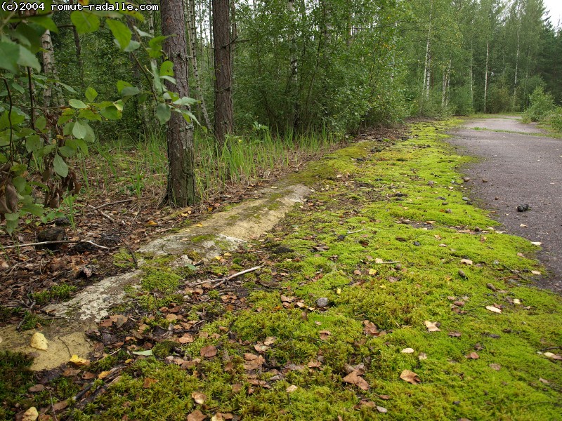 Kanttikivet näkyy sammaleen alta