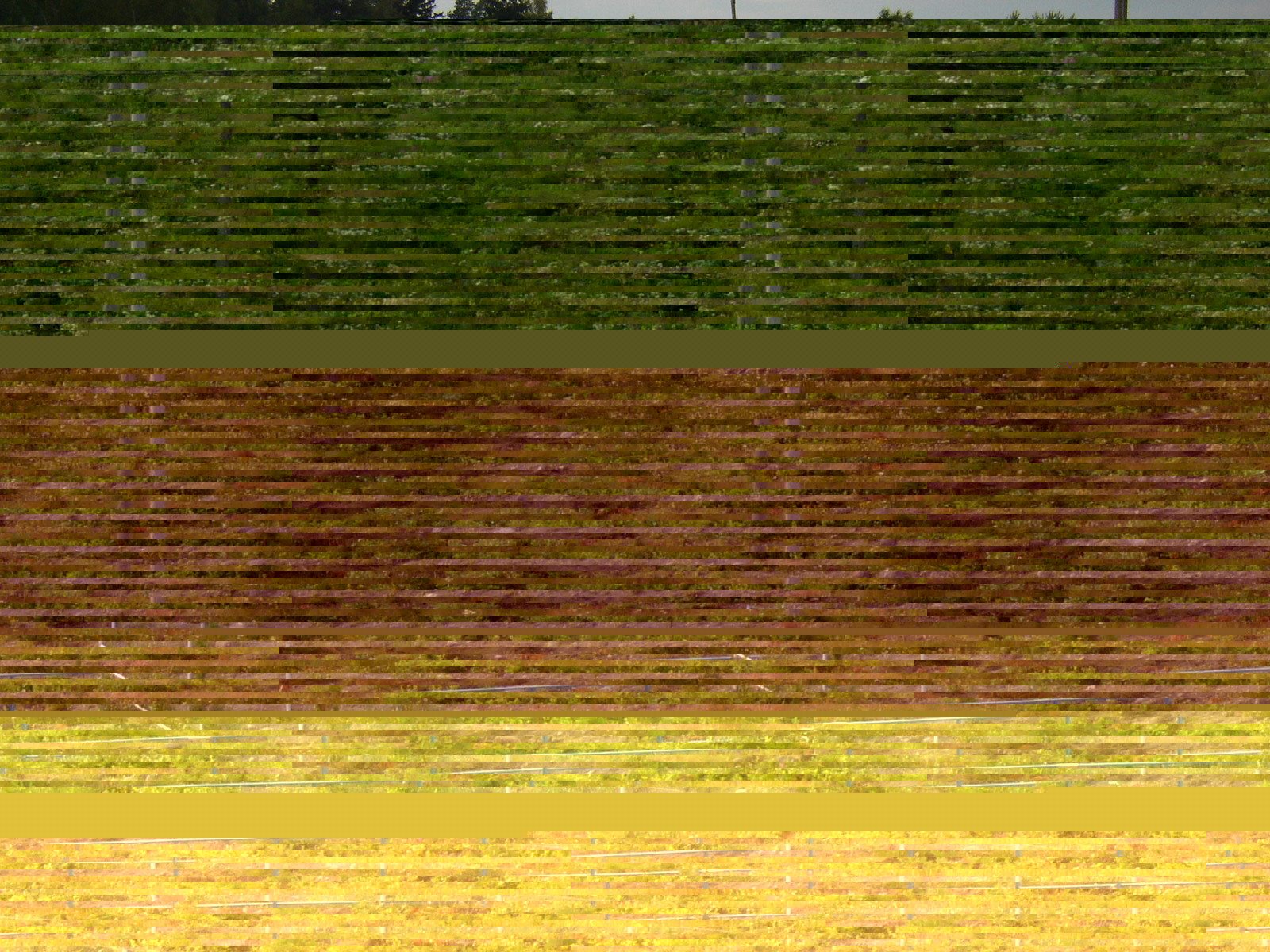 FinnJAE 2006 11.-13.8 JÃ¤rvenpÃ¤Ã¤